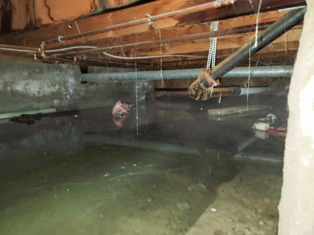 Best Professional water damage repair  in Winfield, TN