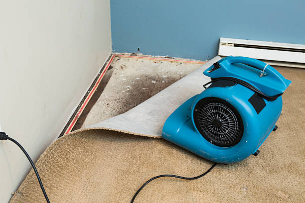 Best Local water damage restoration  in Winfield, TN